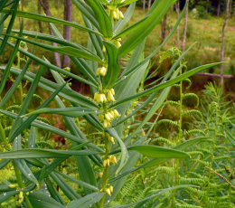 Kokoryczka okółkowa- Polygonatum verticillatum (p9)