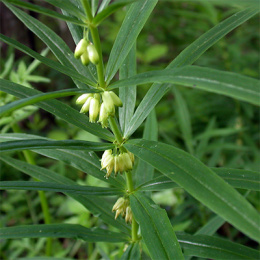 Kokoryczka okółkowa- Polygonatum verticillatum (p9)