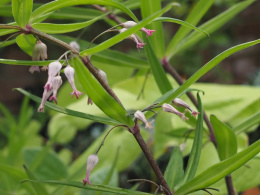 Kokoryczka okółkowa- Polygonatum verticillatum RUBRUM (p9)