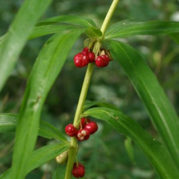 Kokoryczka okółkowa- Polygonatum verticillatum