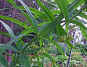 Kokoryczka okółkowa- Polygonatum verticillatum