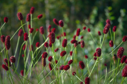 Krwiściąg- Sanguisorba 'Beetlewings' (p9)