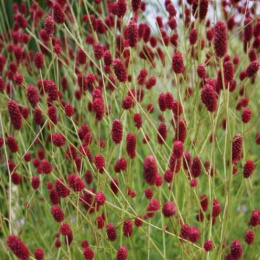 Krwiściąg- Sanguisorba 'Beetlewings' (p9)