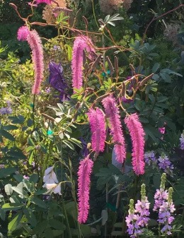 Krwiściąg hakusański- Sanguisorba hakusanensis 'Lilac Squirrel' (p9)