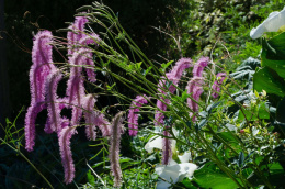 Krwiściąg hakusański- Sanguisorba hakusanensis 'Lilac Squirrel' (p9)