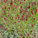 Krwiściąg mniejszy- Sanguisorba 'Little Angel'