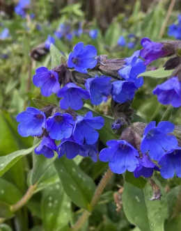 Miodunka- Pulmonaria 'Benediction' (p9)