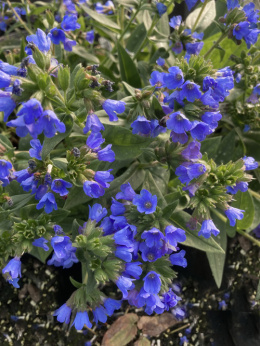 Miodunka- Pulmonaria 'Benediction'