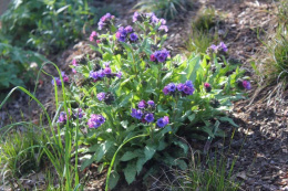 Miodunka- Pulmonaria 'Diana Clare'