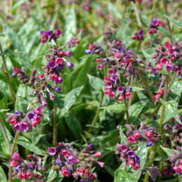 Miodunka- Pulmonaria 'Raspberry Splash'