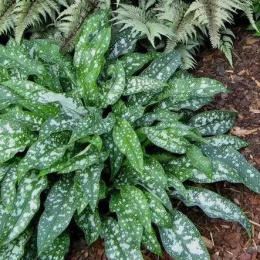 Miodunka pstra- Pulmonaria saccharata ‘Leopard’ (p9)