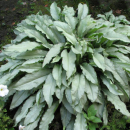 Miodunka pstra- Pulmonaria 'Samurai' (p9)