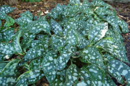 Miodunka pstra- Pulmonaria saccharata ‘Leopard’