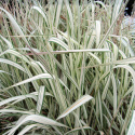 Mozga trzcinowata- Phalaris arundinacea 'Feesey' (p9)