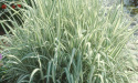 Mozga trzcinowata- Phalaris arundinacea 'Feesey' (p9)