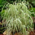 Mozga trzcinowata- Phalaris arundinacea 'Feesey' (p9)