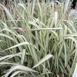 Mozga trzcinowata- Phalaris arundinacea 'Feesey'