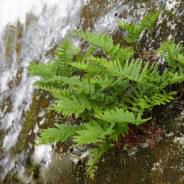 Paprotka zwyczajna- Polypodium vulgare