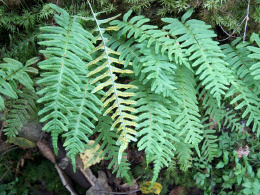 Paprotka zwyczajna- Polypodium vulgare (p9)