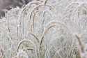 Rozplenica- Pennisetum 'Fairy Tails' (p9)