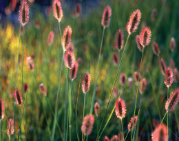 Rozplenica masajska- Pennisetum massaicum 'Red Bunny' (p9)