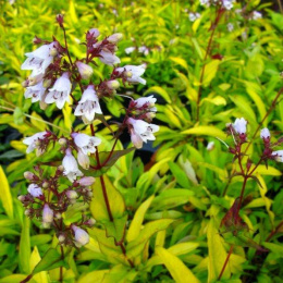 Penstemon naparstnicowaty- Penstemon digitalis 'Goldfinger' (p9)