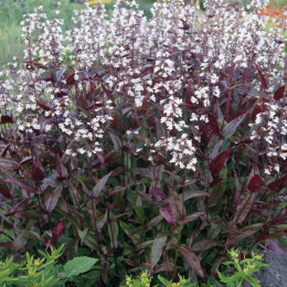 Penstemon naparstnicowaty- Penstemon digitalis 'Huster Red'