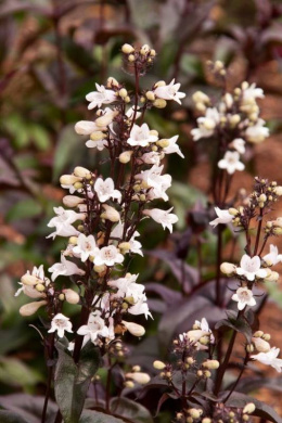 Penstemon naparstnicowaty- Penstemon digitalis 'Huster Red'