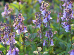 Penstemon naparstnicowaty- Penstemon digitalis 'Precious Gem' (p9)