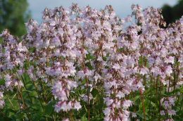 Penstemon naparstnicowaty- Penstemon digitalis 'Precious Gem'