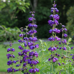 Penstemon- Penstemon 'Purple Passion'