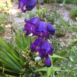 Penstemon- Penstemon 'Purple Passion'