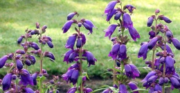 Penstemon- Penstemon 'Purple Passion' (p9)