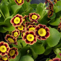 Pierwiosnek łyszczak- primula auricula