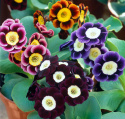 Pierwiosnek łyszczak- primula auricula