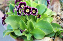 Pierwiosnek łyszczak- primula auricula