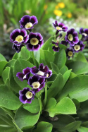 Pierwiosnek łyszczak- primula auricula