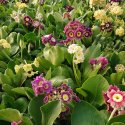 Pierwiosnek łyszczak- primula auricula