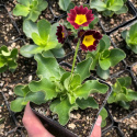 Pierwiosnek łyszczak- primula auricula