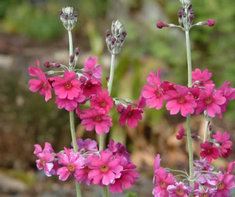 Pierwiosnek przyprószony- Primula pulverulenta