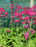 Pierwiosnek przyprószony- Primula pulverulenta