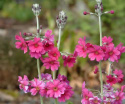 Pierwiosnek przyprószony- Primula pulverulenta