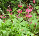 Pierwiosnek przyprószony- Primula pulverulenta