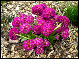 Pierwiosnek ząbkowany 'Rubin'- Primula dendiculata (p9)