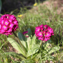 Pierwiosnek ząbkowany 'Rubin'- Primula dendiculata (p9)