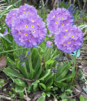 Pierwiosnek ząbkowany 'Lila'- Primula dendiculata