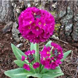 Pierwiosnek ząbkowany 'Rubin'- Primula dendiculata