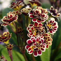 Pierwiosnek- Primula 'Elizabeth Killelay'