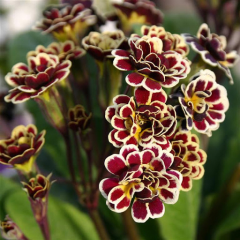 Pierwiosnek- Primula 'Elizabeth Killelay'