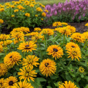 Rudbeckia 'Lion Cub'